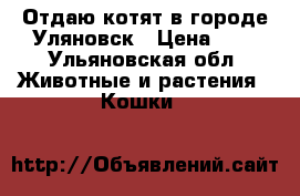 Отдаю котят в городе Уляновск › Цена ­ 0 - Ульяновская обл. Животные и растения » Кошки   